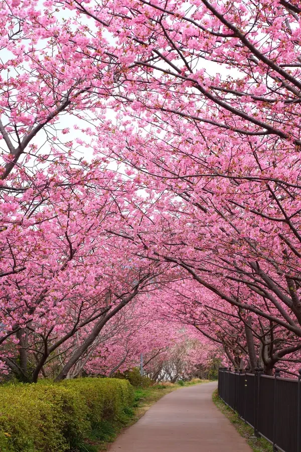 A path running under cherry trees in full blossom